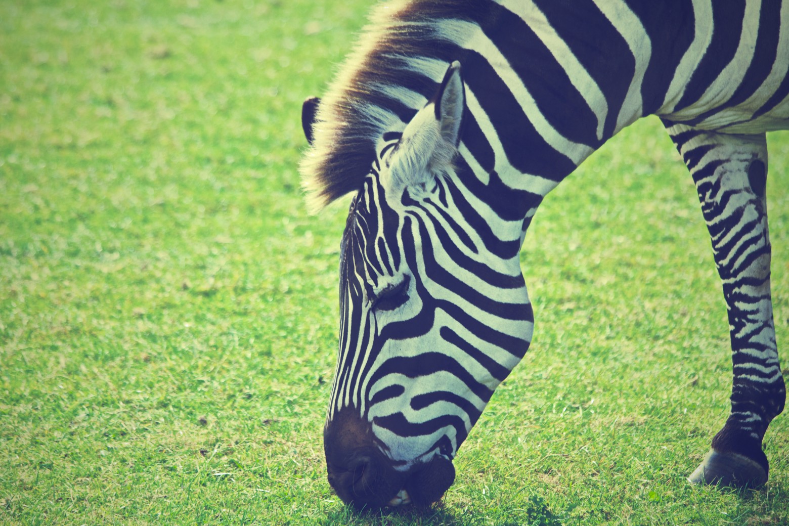 zebra-animal-mane2680-1560x1040